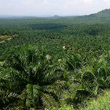 Palm Oil